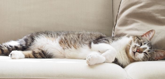 Dierenhaar in huis: dit kan je ertegen doen!