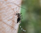 7 effectieve manieren om muggen uit je huis te houden