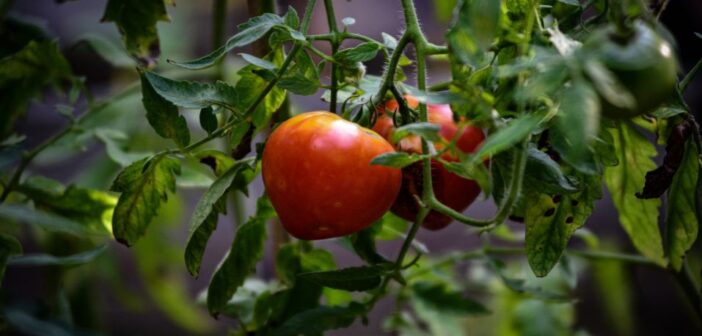 september-dit-moet-je-doen-in-de-tuin