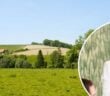 waarom-beringen-aan-populariteit-blijft-winnen