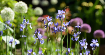 bloemen border