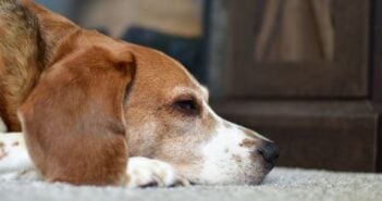 verhuurder-huisdier-weigeren
